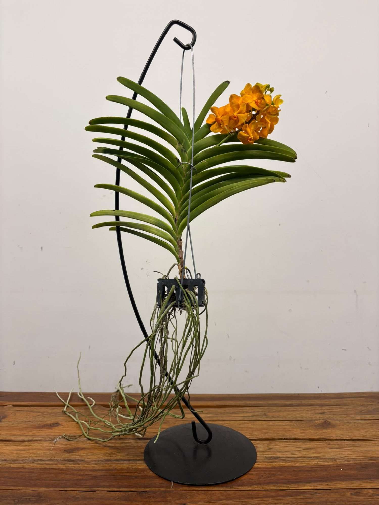 Vanda Hybriden - Image 2