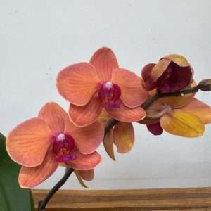 Phalaenopsis 1 Haste - V.12