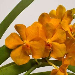 Vanda Hybriden
