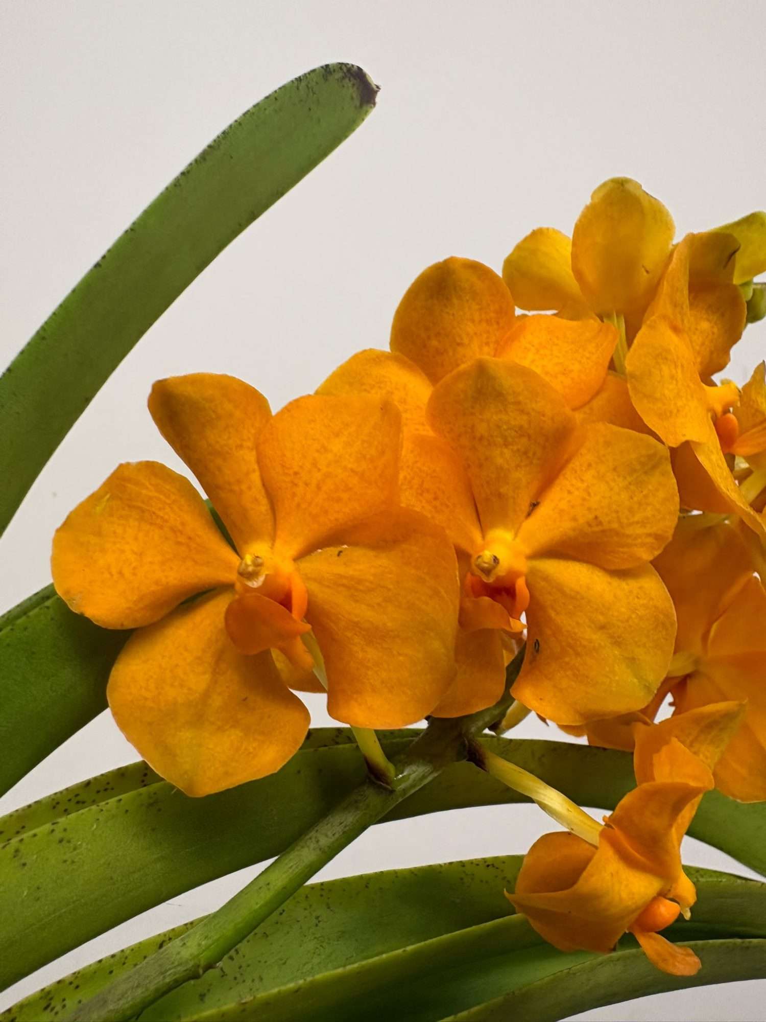 Vanda Hybriden