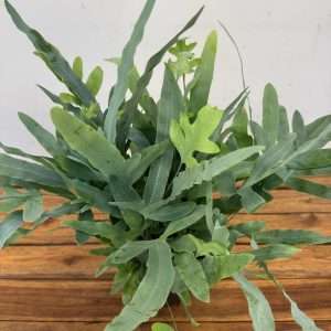 Phlebodium Aureum Blue Star - V.14