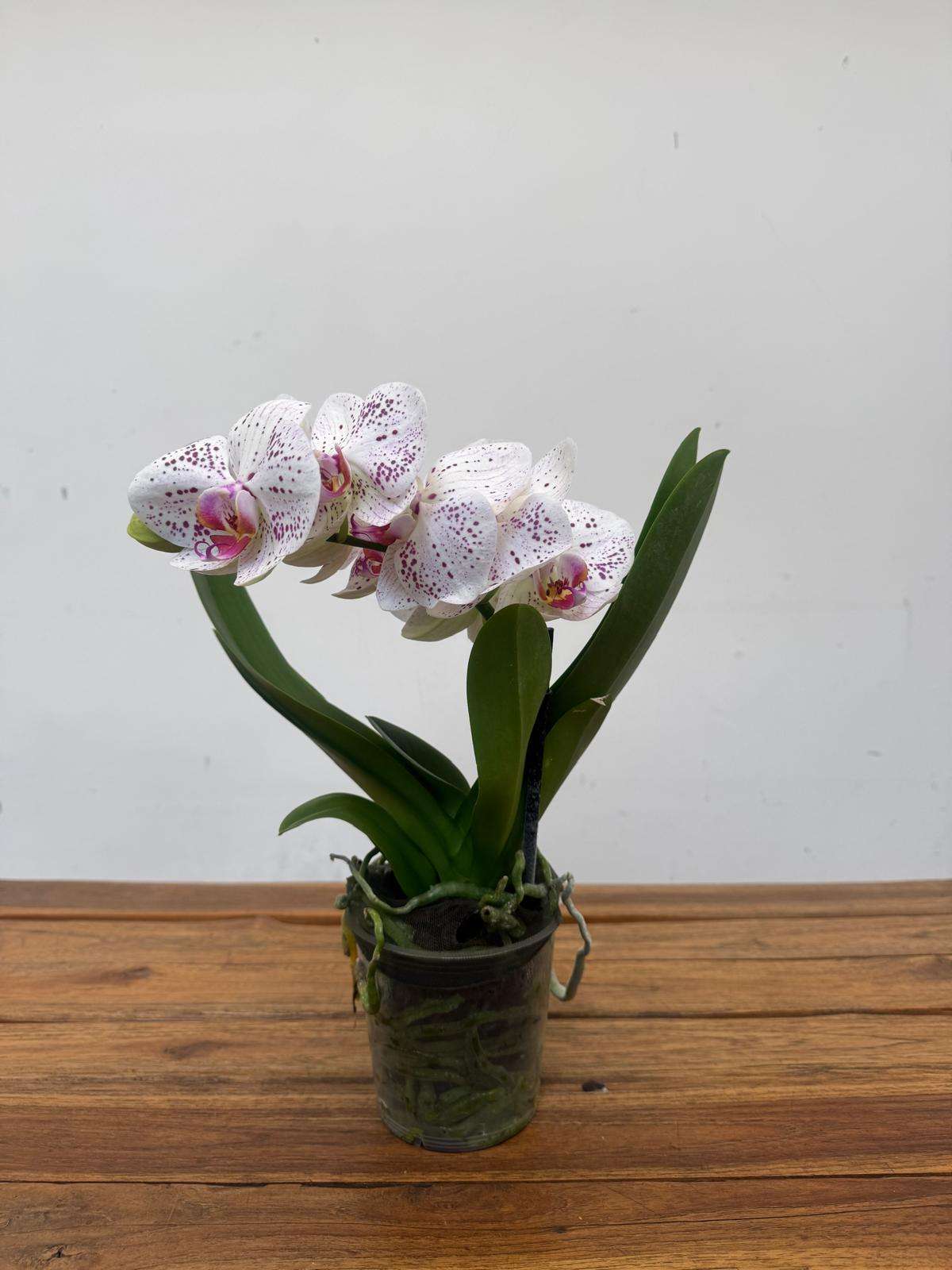 Phalaenopsis 1 Haste - V.12 - Image 2