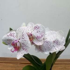 Phalaenopsis 1 Haste - V.12