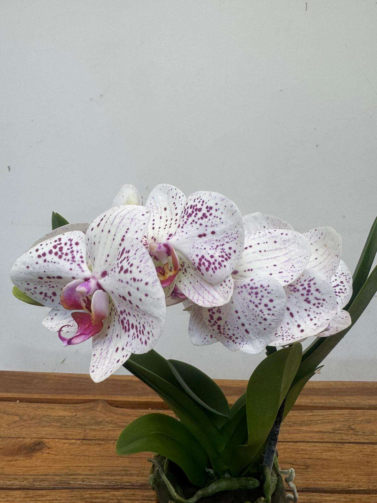 Phalaenopsis 1 Haste - V.12