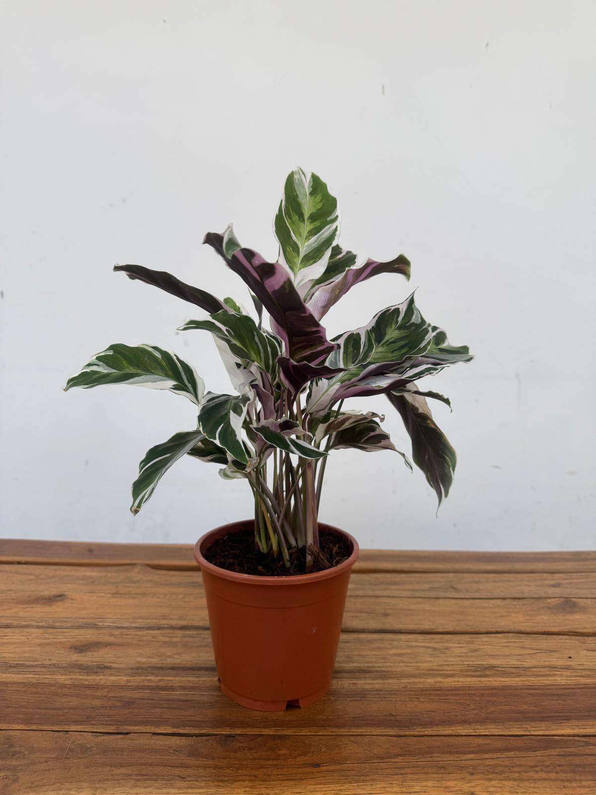 Calathea 'Fusion White' - V.14 - Image 2