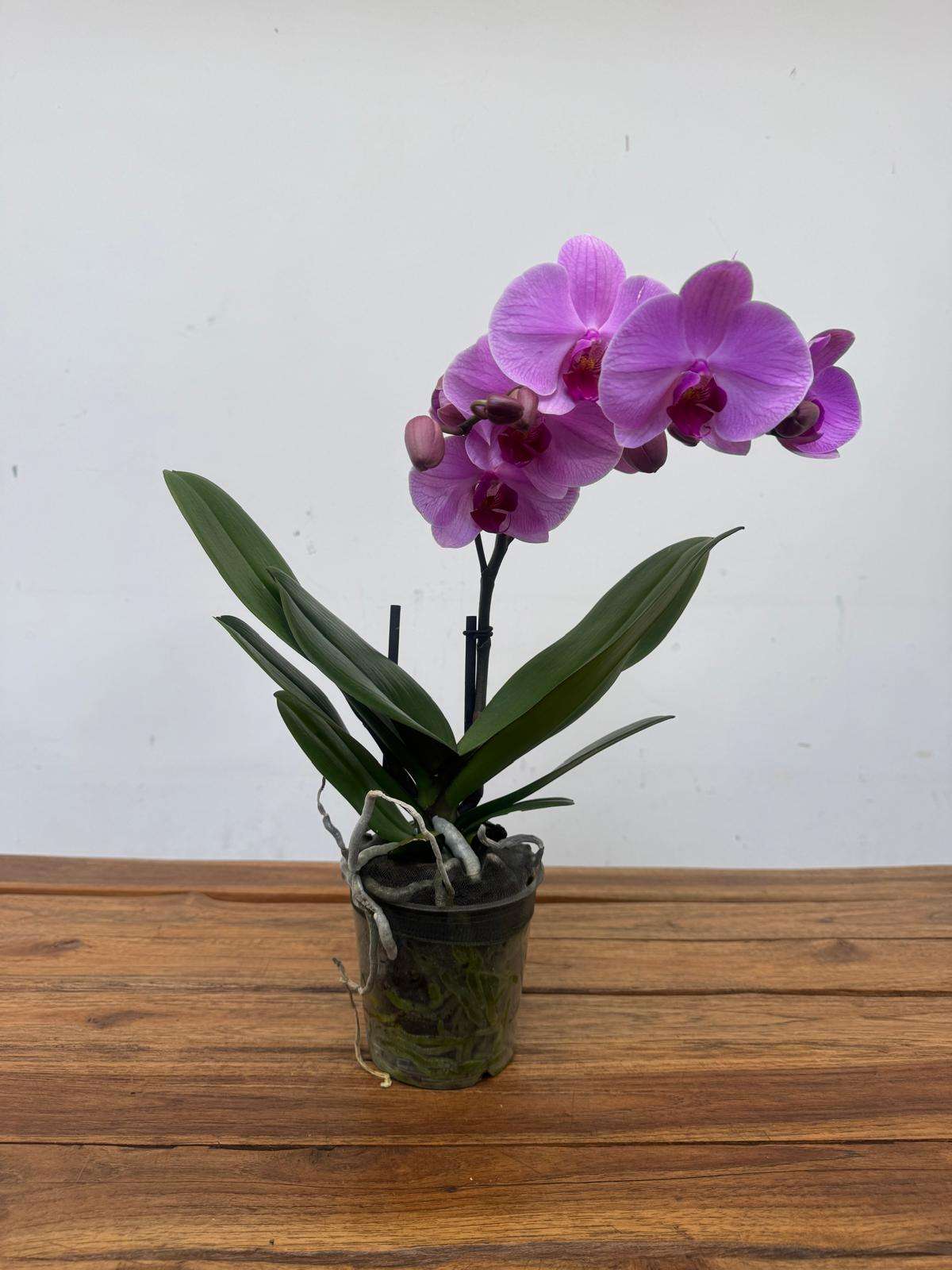 Phalaenopsis 1 Haste - V.12 - Image 2