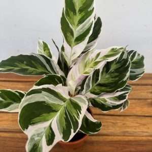 Calathea 'Fusion White' - V.14