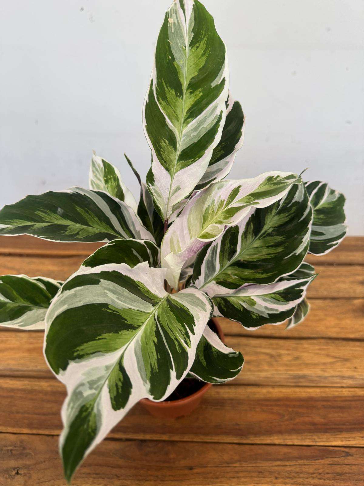 Calathea 'Fusion White' - V.14