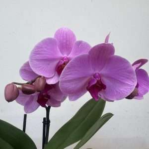 Phalaenopsis 1 Haste - V.12