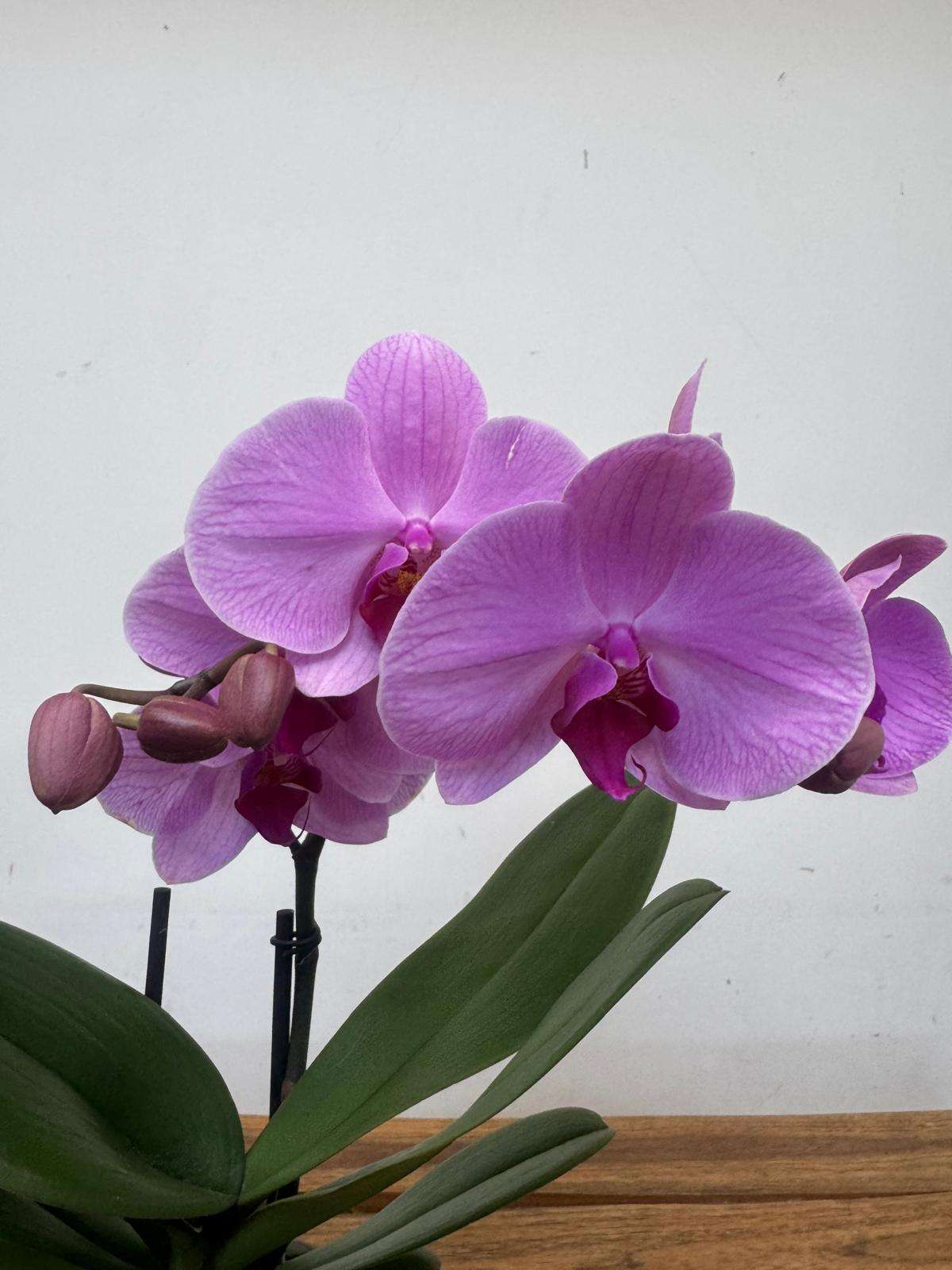 Phalaenopsis 1 Haste - V.12