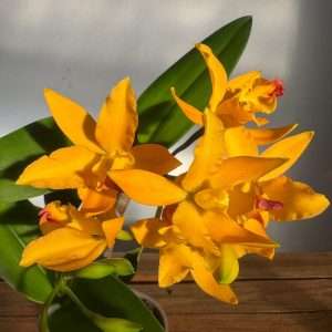 Cattleya V.12