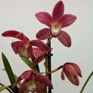 Cymbidium 1 Haste - V.14