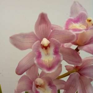 Cymbidium 1 Haste - V.14