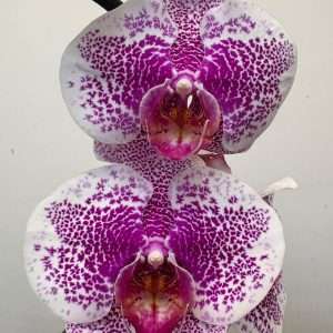 Phalaenopsis - V.12