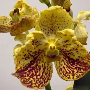 Vanda Hybriden