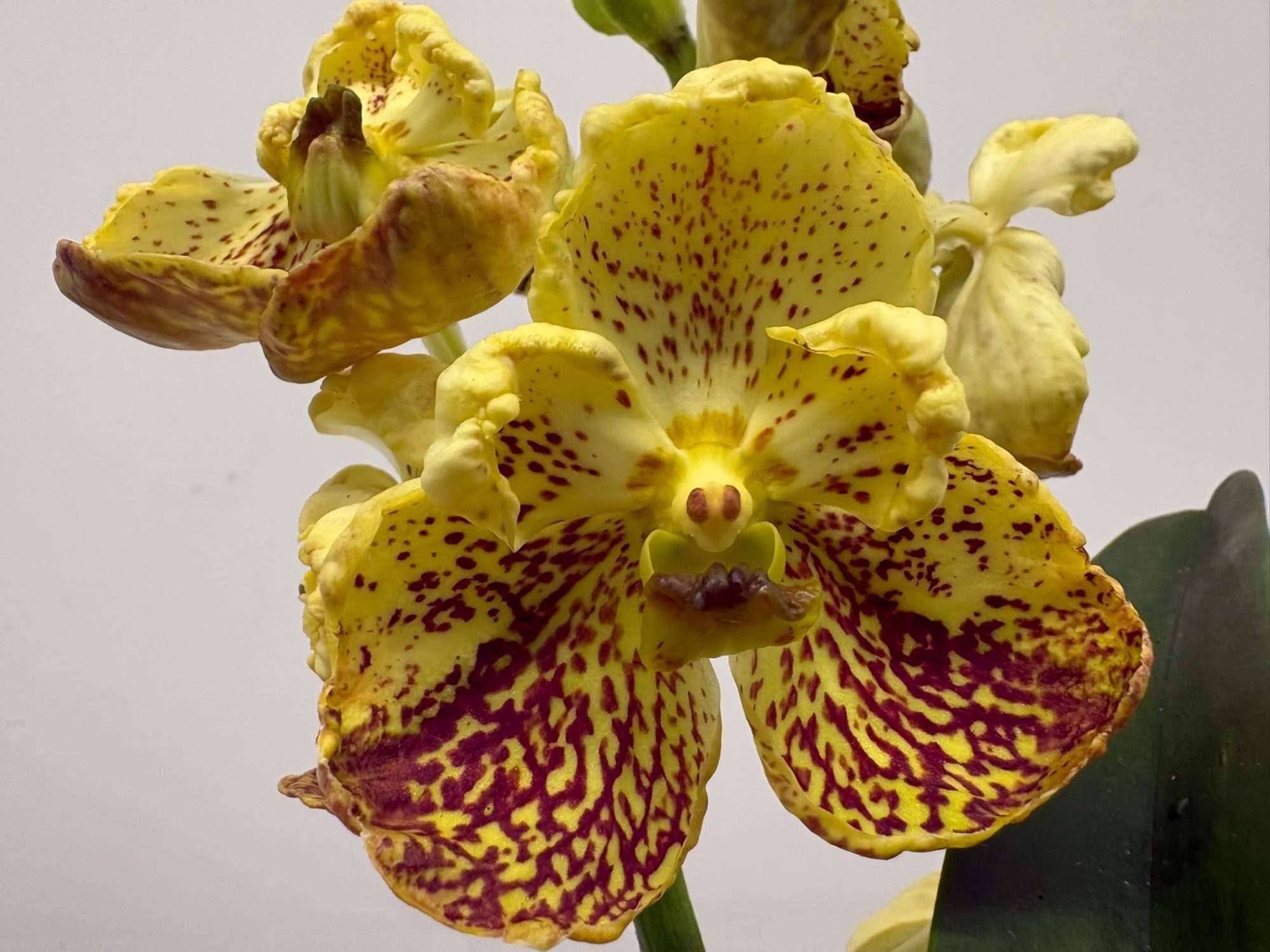 Vanda Hybriden