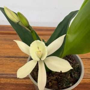 Encyclia 'Branca' - V.12
