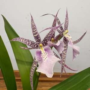 Miltonia - V.12