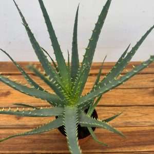 Aloe Arborescens - V.12
