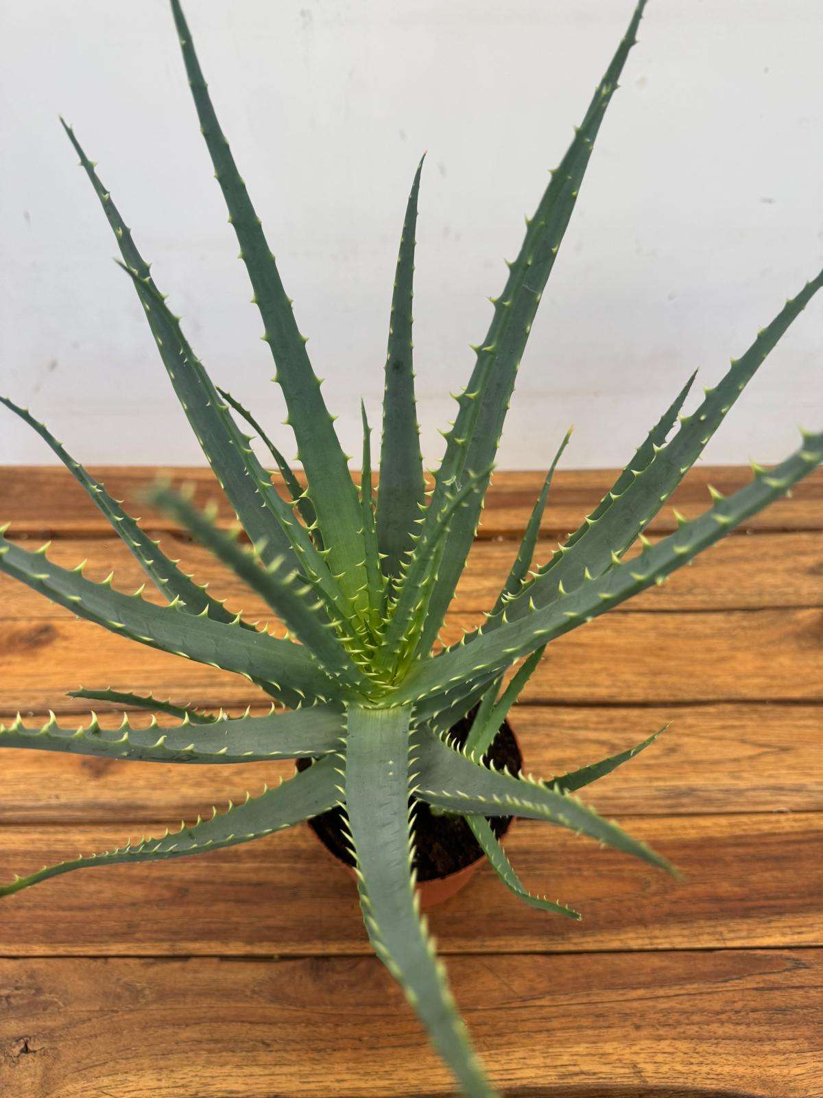 Aloe Arborescens - V.12