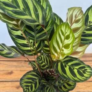 Calathea - V.14