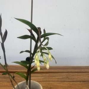 Epidendrum Anika Hassinger - V.6