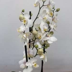Phalaenopsis 2 Hastes - V.12