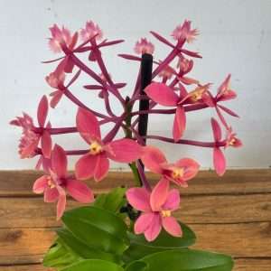 Epidendrum 1 Haste - V.9