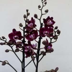 Phalaenopsis 2 Hastes - V.12