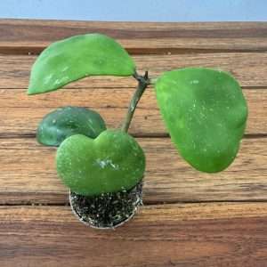 Hoya Kerri - V.6