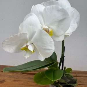 Phalaenopsis 1 Haste - V.12