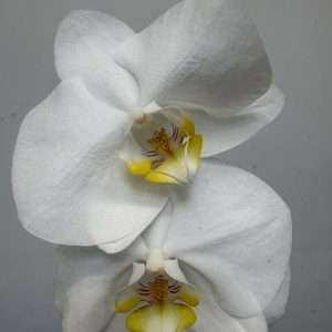 Phalaenopsis - V.12