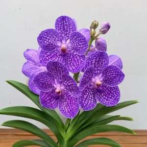 Vanda Hybriden