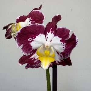 Phalaenopsis - V.12
