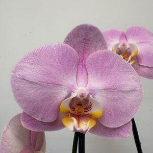 Phalaenopsis - V.12