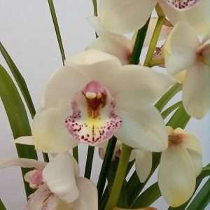 Cymbidium 1 Haste - V.14