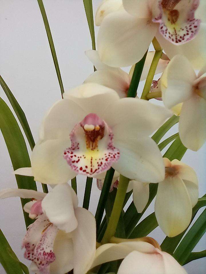 Cymbidium 1 Haste - V.14