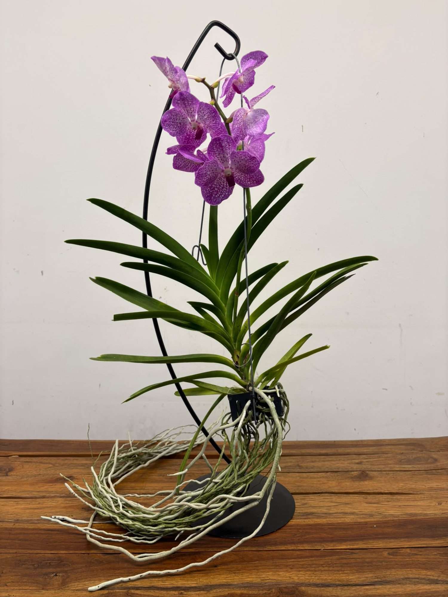 Vanda Hybriden - Image 2