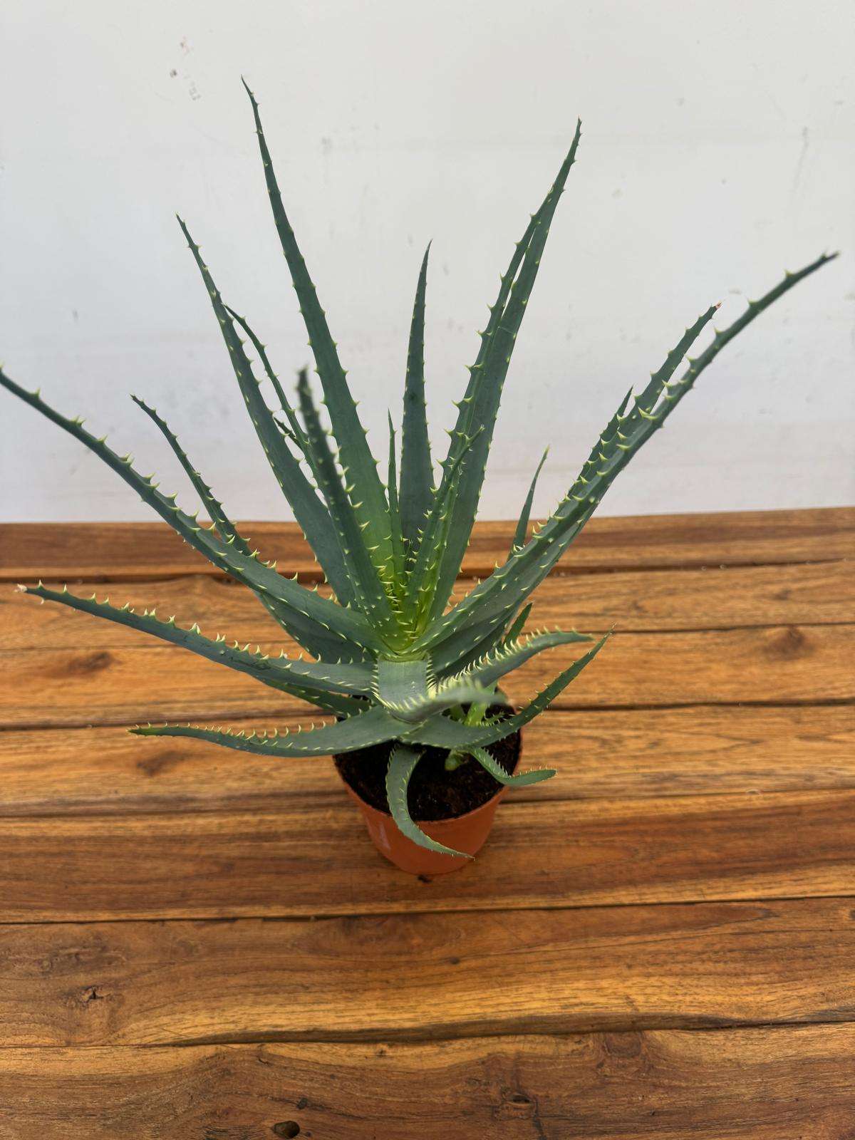 Aloe Arborescens - V.12 - Image 2