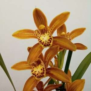 Cymbidium 1 Haste - V.14