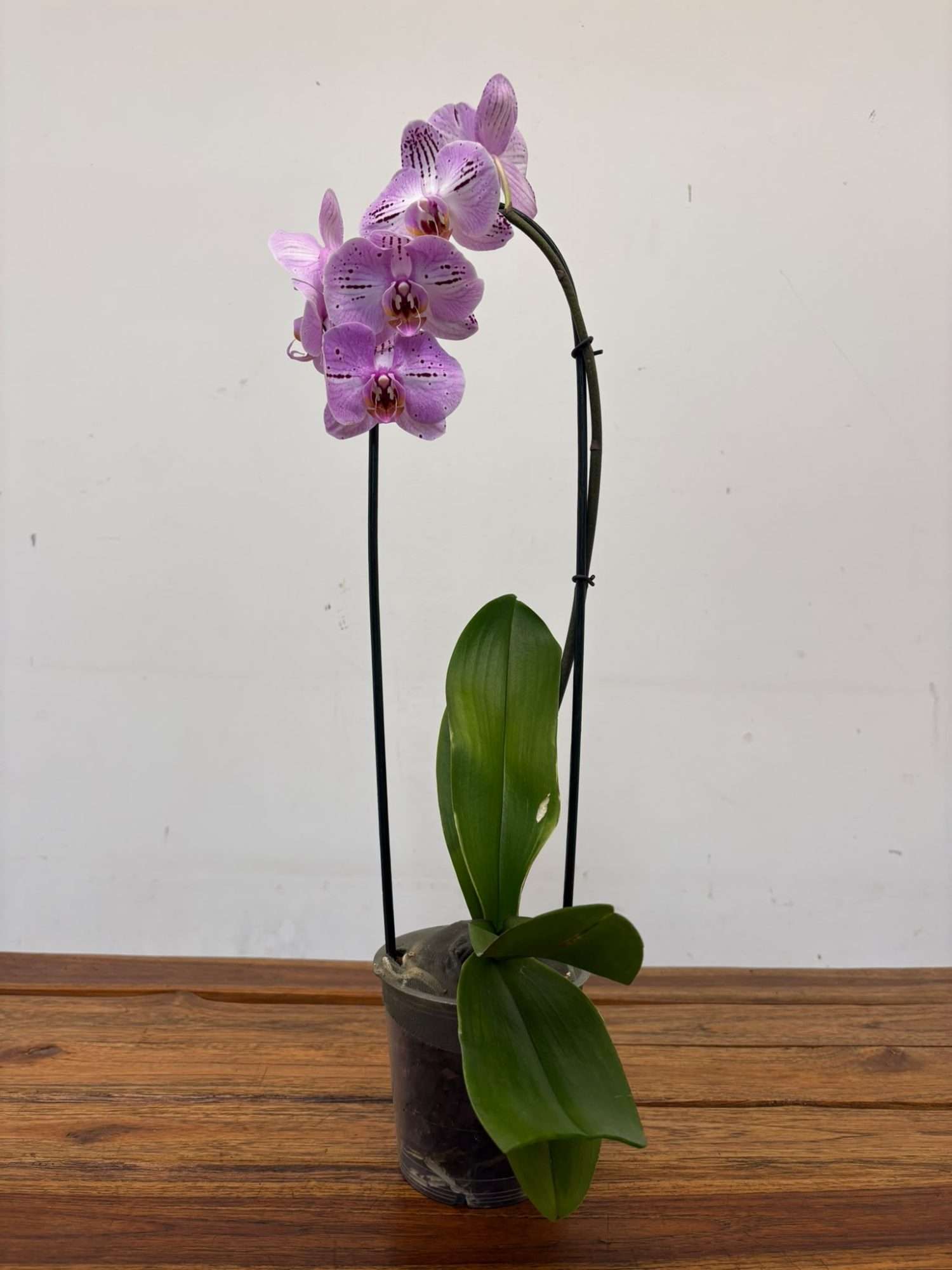 Phalaenopsis - V.12 - Image 2