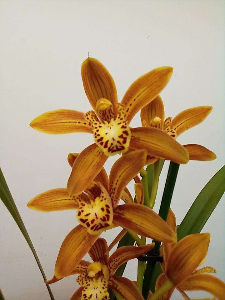 Cymbidium 1 Haste - V.14