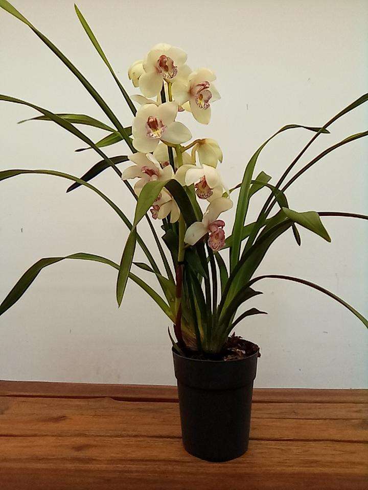 Cymbidium 1 Haste - V.14 - Image 2