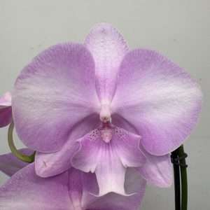 Phalaenopsis - V.12