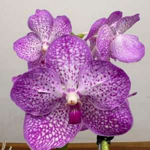 Vanda Hybriden