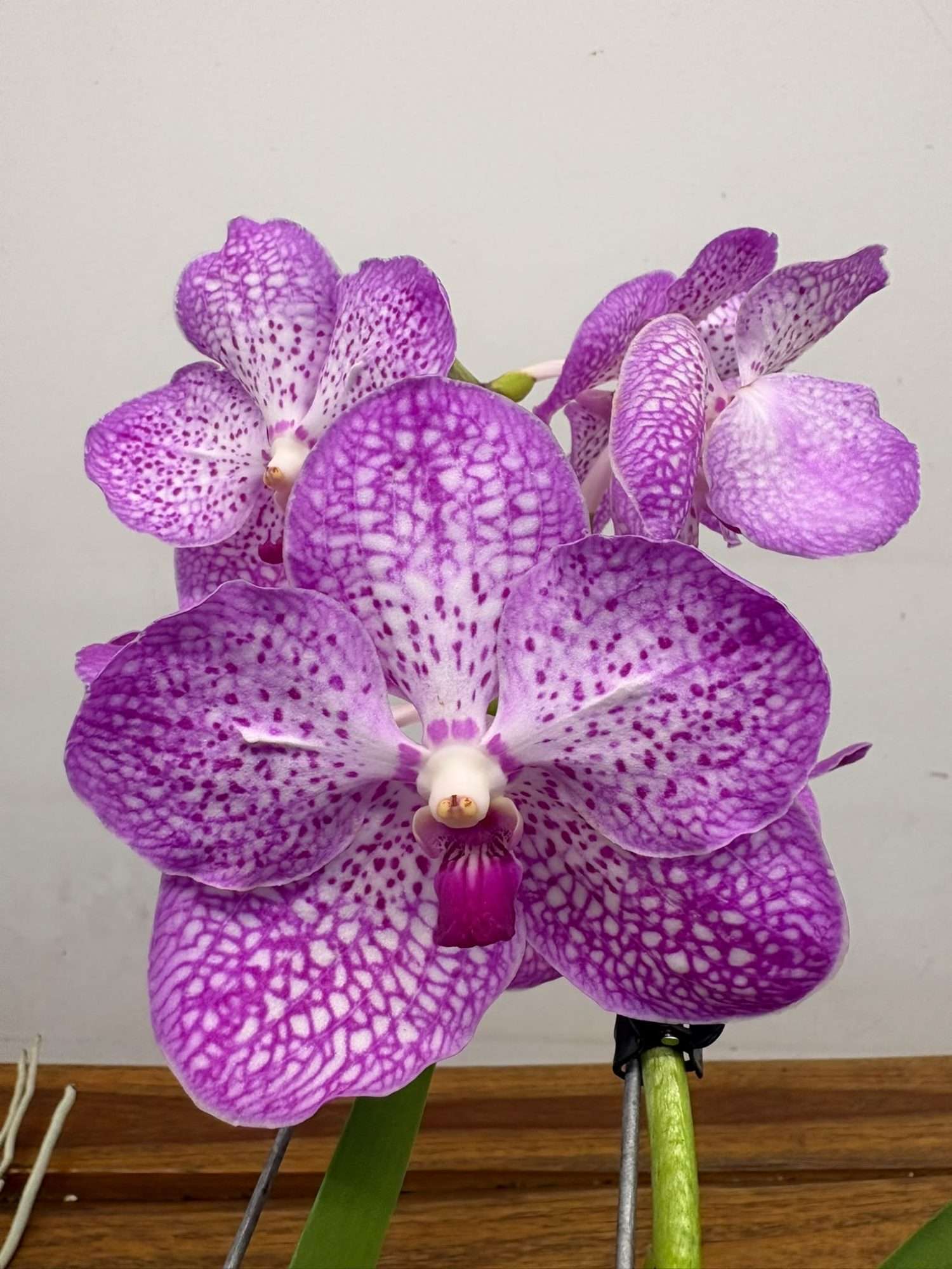 Vanda Hybriden