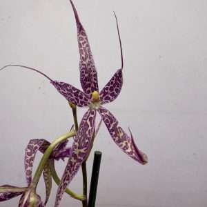 Miltonia - V.12