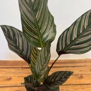 Calathea - V.14