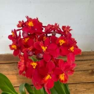 Epidendrum 1 Haste - V.9