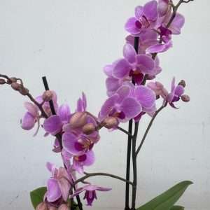 Phalaenopsis 2 Hastes - V.12